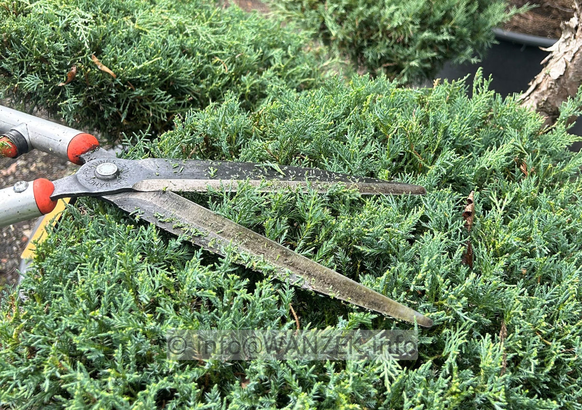 Bonsaischnitt Beispiel Wacholder.jpg